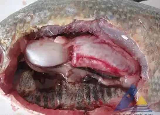 [每周一例]长期投喂原粉药物鳊鱼死亡的处理