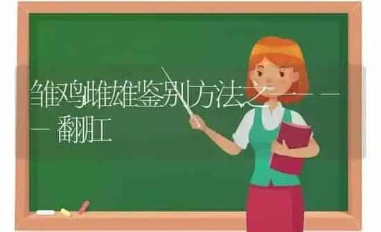 雏鸡雌雄鉴别方法之一---翻肛 | 家禽养殖