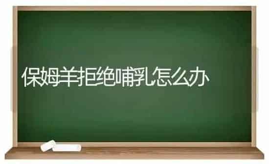保姆羊拒绝哺乳怎么办 | 家畜养殖
