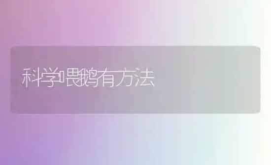 科学喂鹅有方法 | 家禽养殖