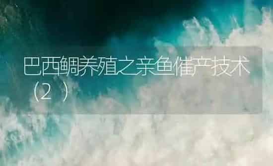 巴西鲷养殖之亲鱼催产技术（2） | 海水养殖