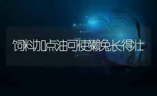 饲料加点油可使獭兔长得壮 | 动物养殖饲料