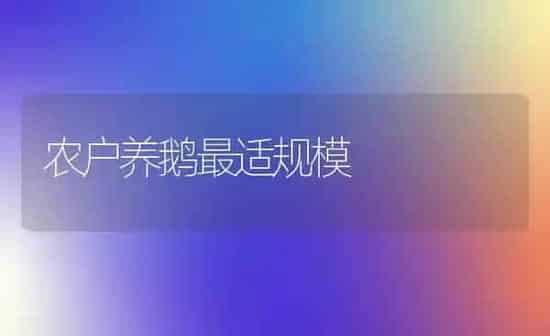 农户养鹅最适规模 | 家禽养殖
