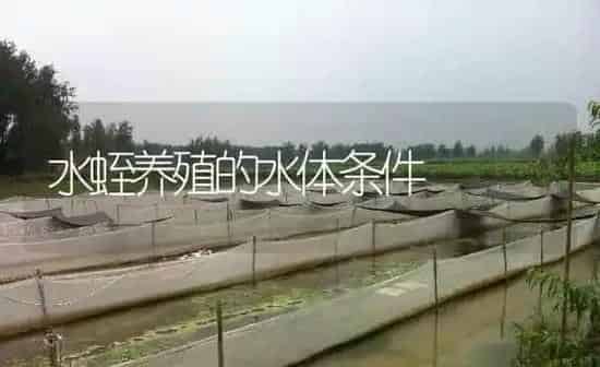 水蛭养殖的水体条件 | 特种养殖