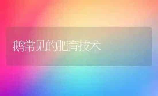 鹅常见的肥育技术 | 家禽养殖