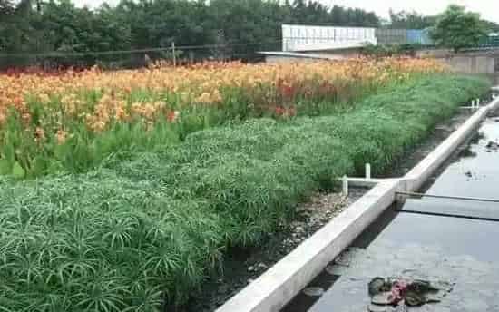 解决水产养殖废水困扰，技术选用或成关键