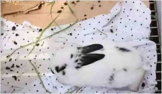 熊猫兔怎么养最好？新手必看！ | 动物养殖知识