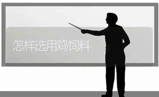 怎样选用鸡饲料 | 家禽养殖