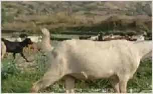 绵羊肉和山羊肉营养大PK | 动物养殖技术