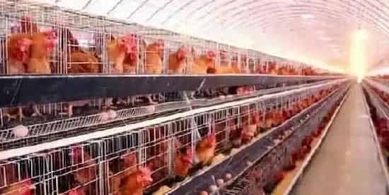 蛋鸡养殖技术 蛋鸡应该如何更好的去养殖？ | 养殖动物技术