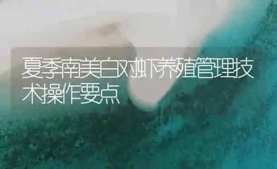 夏季南美白对虾养殖管理技术操作要点 | 海水养殖