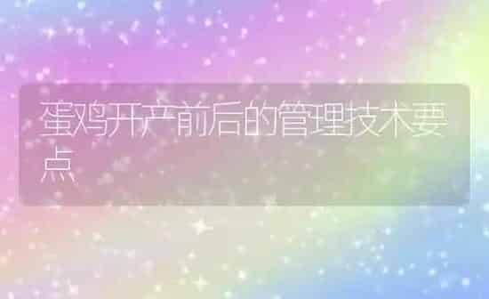 蛋鸡开产前后的管理技术要点 | 家禽养殖