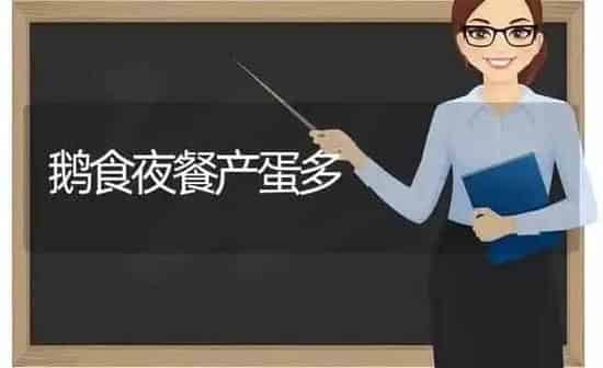 鹅食夜餐产蛋多 | 家禽养殖