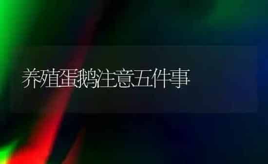 养殖蛋鹅注意五件事 | 家禽养殖