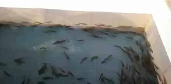 投喂死饵和活饵对大鲵生长性能的比较