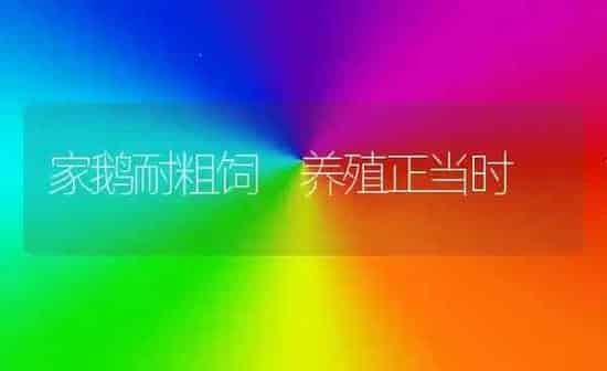 家鹅耐粗饲　养殖正当时 | 家禽养殖