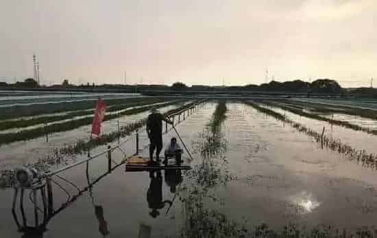 高温天气河蟹病害防控技术要点