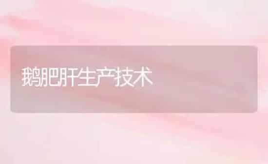 鹅肥肝生产技术 | 家禽养殖