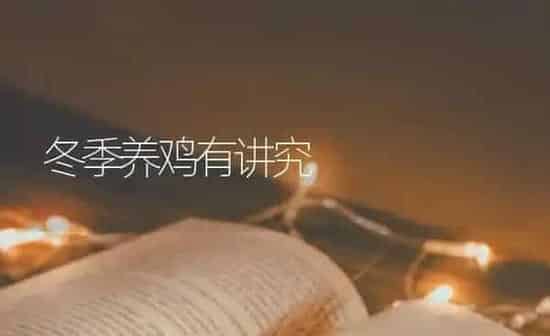 冬季养鸡有讲究 | 家禽养殖