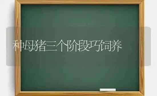 种母猪三个阶段巧饲养 | 家畜养殖