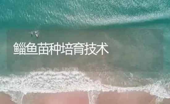 鲻鱼苗种培育技术 | 海水养殖