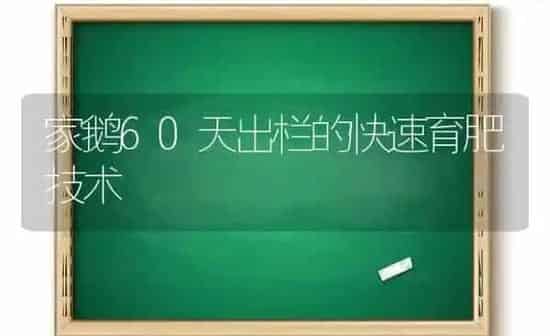 家鹅60天出栏的快速育肥技术 | 家禽养殖