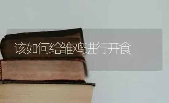 该如何给雏鸡进行开食 | 家禽养殖