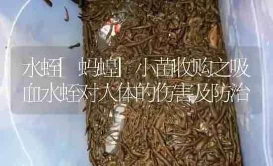 水蛭[蚂蝗]小苗收购之吸血水蛭对人体的伤害及防治 | 特种养殖