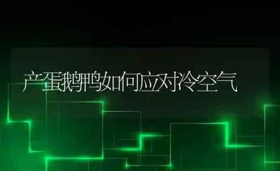 产蛋鹅鸭如何应对冷空气 | 家禽养殖