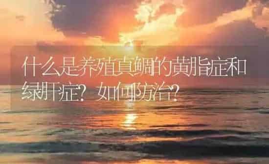 什么是养殖真鲷的黄脂症和绿肝症？如何防治？ | 海水养殖