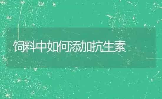 饲料中如何添加抗生素 | 动物养殖饲料