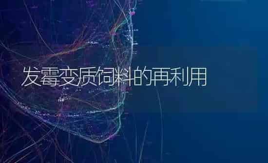 发霉变质饲料的再利用 | 动物养殖饲料