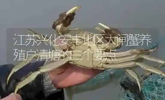 江苏兴化安丰地区大闸蟹养殖户清塘的三个要点 | 淡水养殖