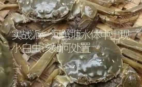 实战派：河蟹塘水体中出现小白虫该如何处置 | 淡水养殖