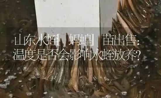 山东水蛭[蚂蝗]苗出售：温度是否会影响水蛭放养? | 特种养殖