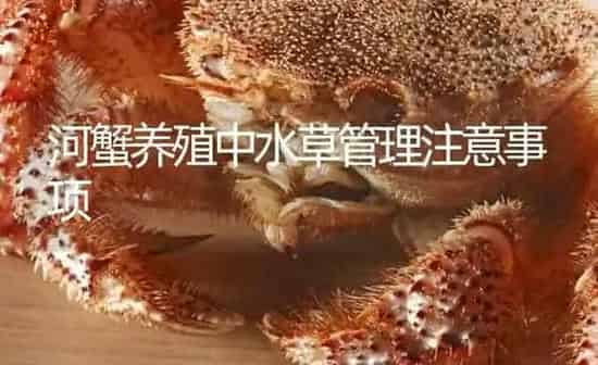 河蟹养殖中水草管理注意事项 | 淡水养殖