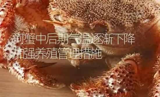 河蟹中后期气温逐渐下降 加强养殖管理措施 | 淡水养殖