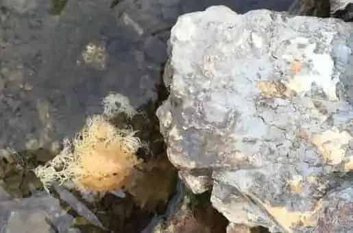 春季海参大面积吐肠的原因及预防