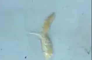 春季海参大面积吐肠的原因及预防