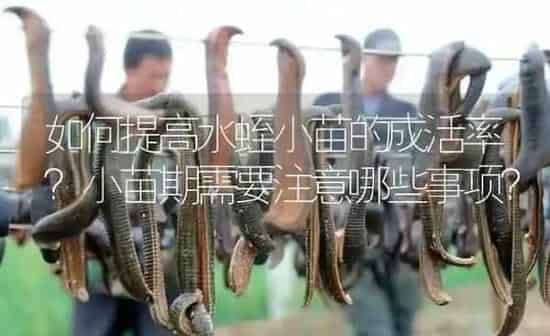 如何提高水蛭小苗的成活率?小苗期需要注意哪些事项? | 特种养殖
