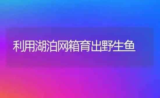 利用湖泊网箱育出野生鱼 | 淡水养殖