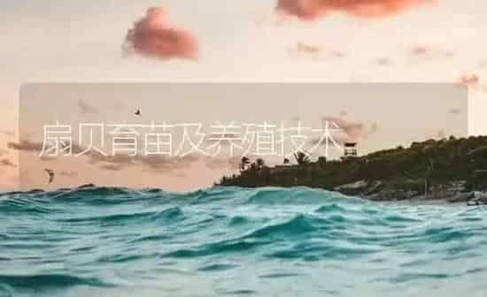 扇贝育苗及养殖技术 | 海水养殖