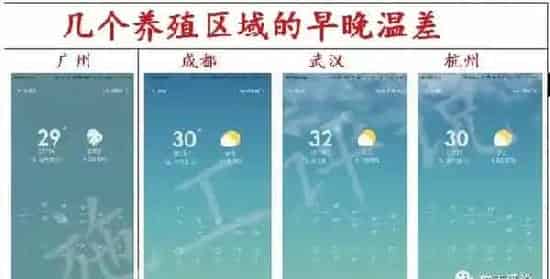 秋季南美白对虾养殖须防白斑病