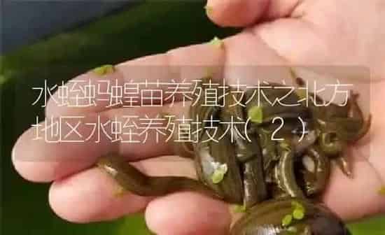 水蛭蚂蝗苗养殖技术之北方地区水蛭养殖技术(2) | 特种养殖
