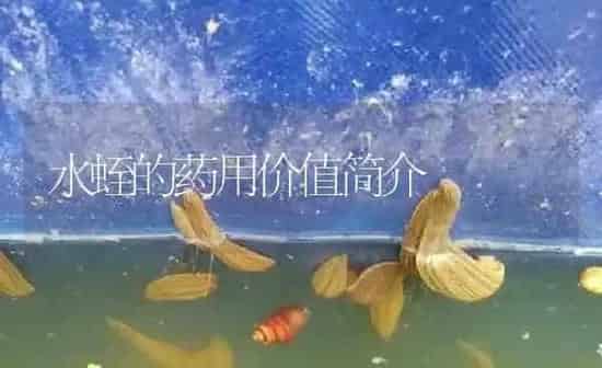 水蛭的药用价值简介 | 养殖病虫害防治
