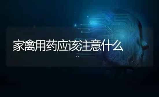 家禽用药应该注意什么 | 养殖病虫害防治