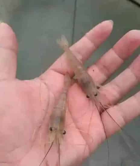 台风天气到来，水产养殖如何做好防范管理工作