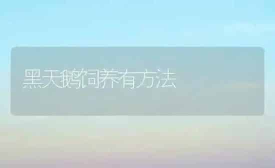 黑天鹅饲养有方法 | 家禽养殖