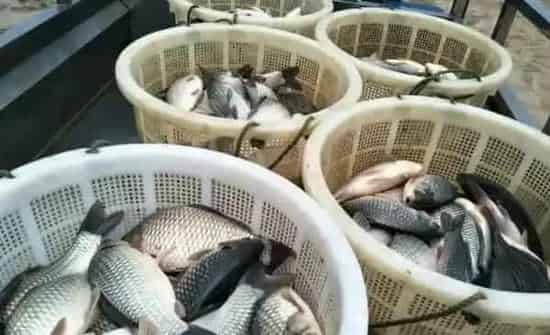 台风天气到来，水产养殖如何做好防范管理工作