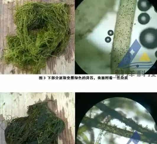 海参圈菌类控制青苔一例